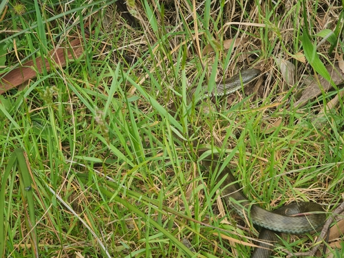 Tiger Snake sighting