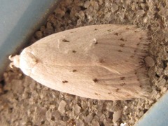 Scythropiodes approximans