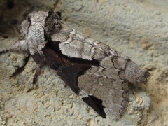 Wilemanus bidentatus