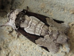 Wilemanus bidentatus