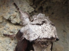 Wilemanus bidentatus