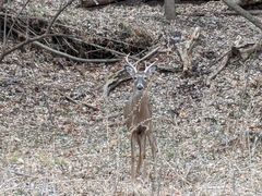 Odocoileus virginianus