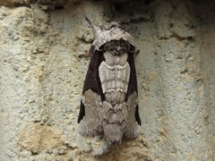 Wilemanus bidentatus