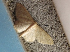 Scopula ignobilis