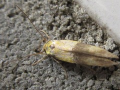 Opogona nipponica