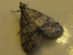Dolicharthria bruguieralis