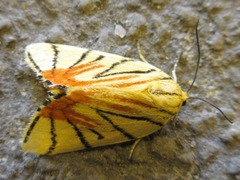 Camptoloma interiorata