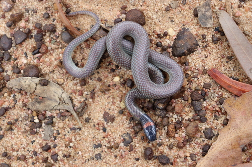 Red-naped Snake sighting
