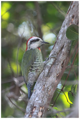 Xiphidiopicus percussus