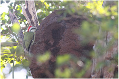 Xiphidiopicus percussus