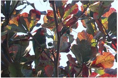 Amazona leucocephala