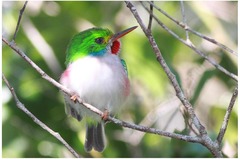 Todus multicolor