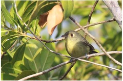 Vireo gundlachii