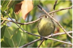 Vireo gundlachii