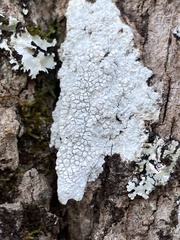 Pertusaria macounii