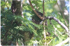 Antrostomus cubanensis