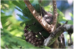 Antrostomus cubanensis