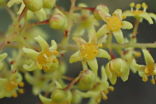 iNaturalist observation photo of african sumac
