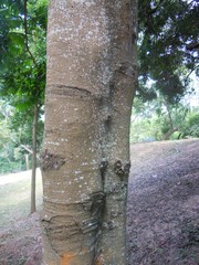 Porcelia steinbachii