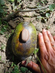 Porcelia steinbachii