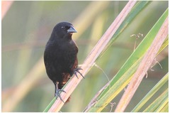 Agelaius assimilis