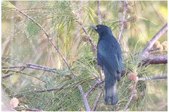 Ptiloxena atroviolacea