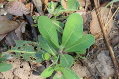 Linzia glabra