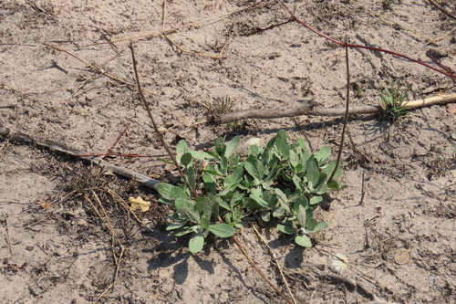 Linzia glabra, photograph 1