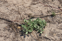 Linzia glabra, photograph author not stated, no rights reserved