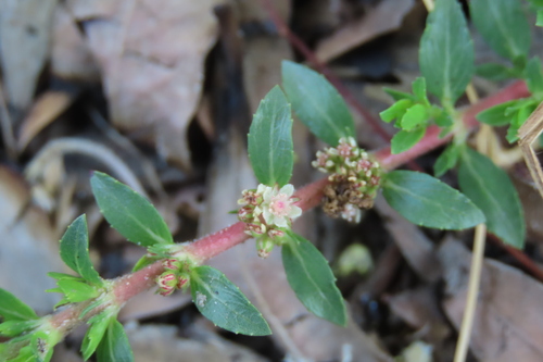 Bergia pentheriana (Bergia pentheriana)