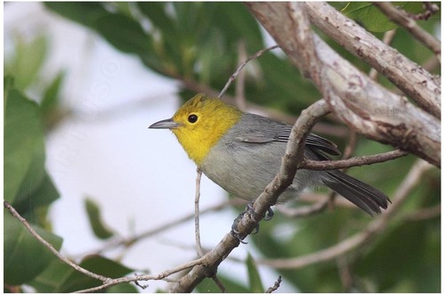 Yellow-headed Warbler