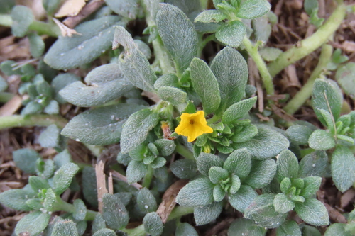 Euploca katangensis (Euploca katangensis)