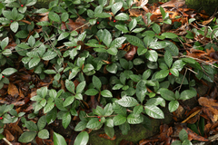 Ardisia japonica