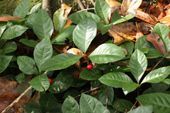 Ardisia japonica