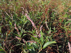 Persicaria glabra