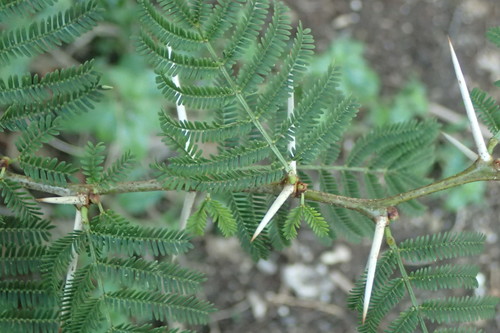 iNaturalist observation photo of Acacias, Mimosas, Mesquites, and Allies