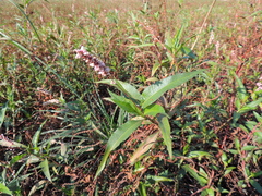 Persicaria glabra
