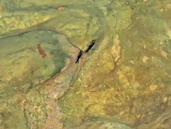 Phedina borbonica