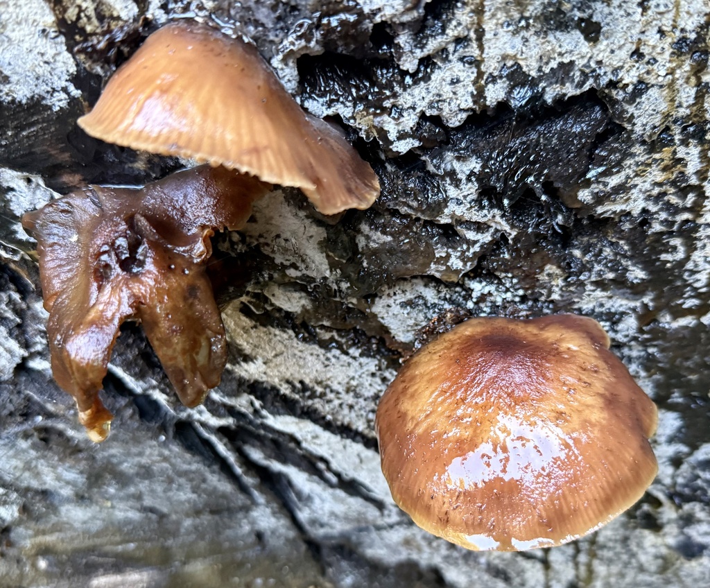 Galerina marginata · November 2025 · photo: © hllrnnr (iNaturalist, cc0)
