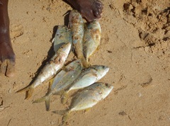 Caranx sexfasciatus