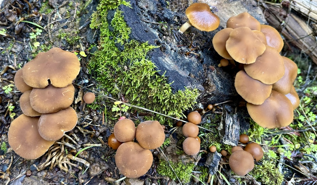 Psathyrella piluliformis · November 2025 · photo: © hllrnnr (iNaturalist, cc0)