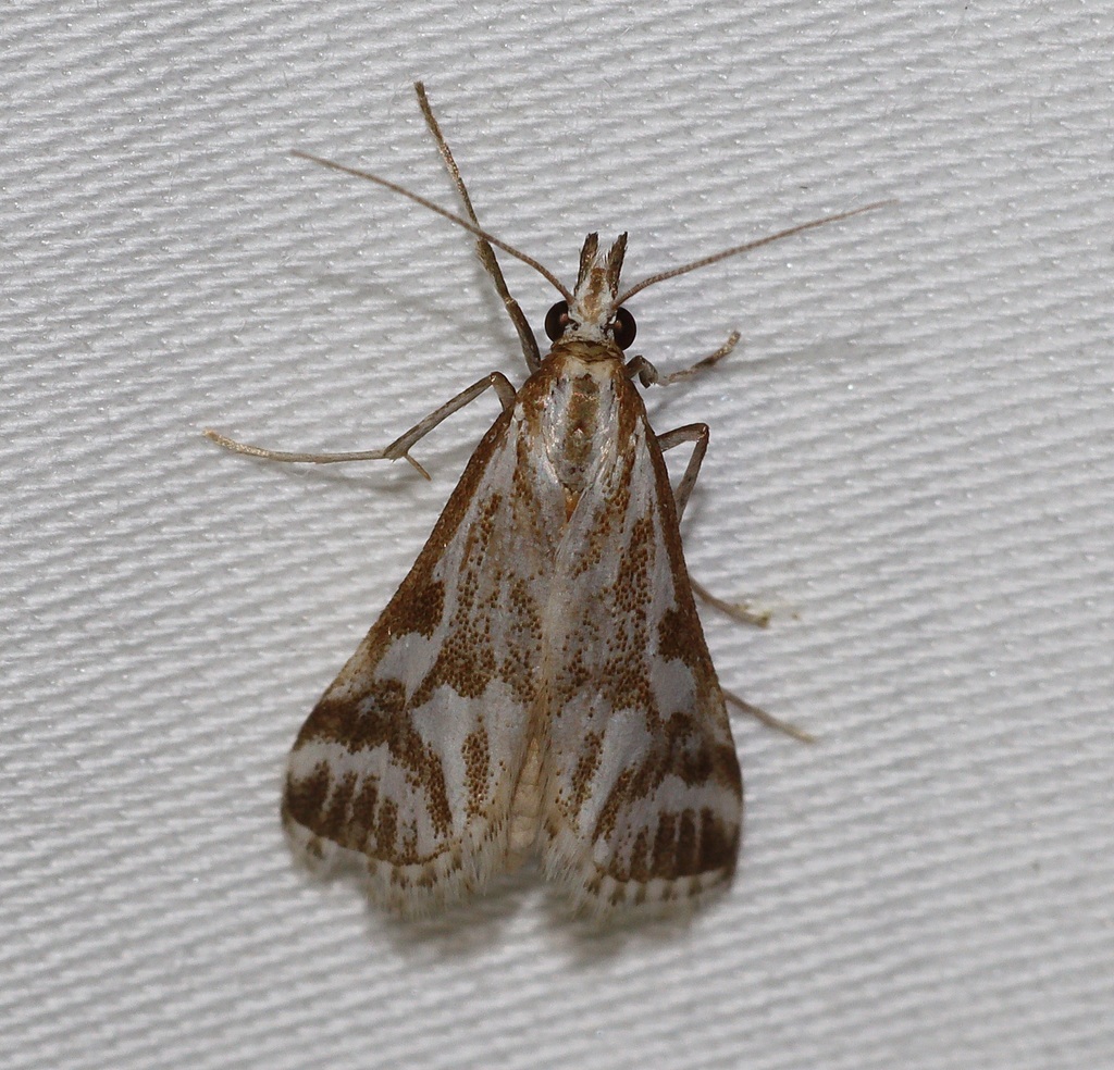 Sedenia rupalis