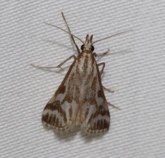 Sedenia rupalis