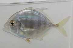 Bluefin Kingfish photo 3