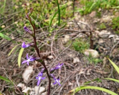Lobelia gibbosa