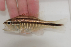 Rib-Bar Cardinalfish photo 2