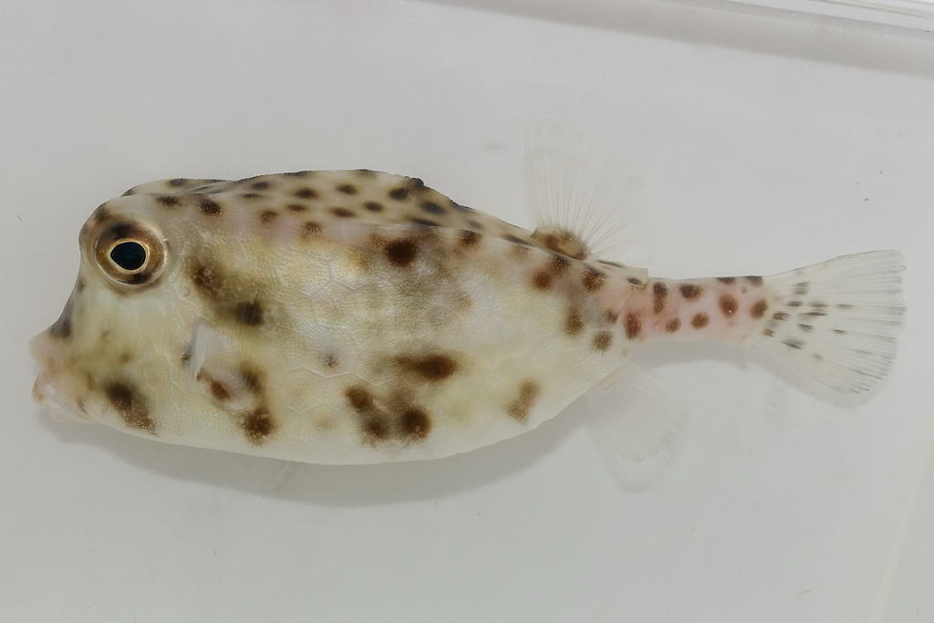 Shortnose Boxfish