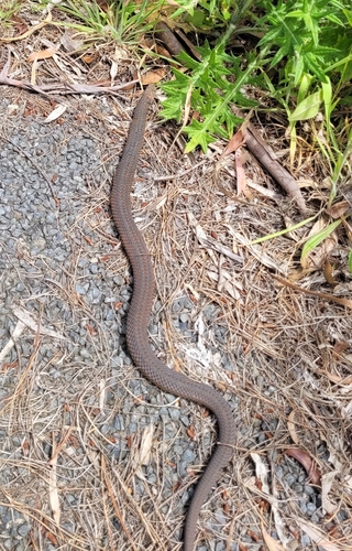 Lowlands Copperhead sighting