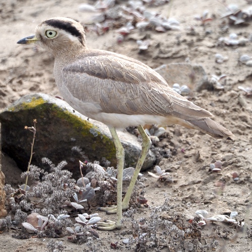 (c) JR Ferrer-Paris, some rights reserved (CC BY)