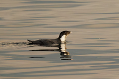 Ancient Murrelet photo 3